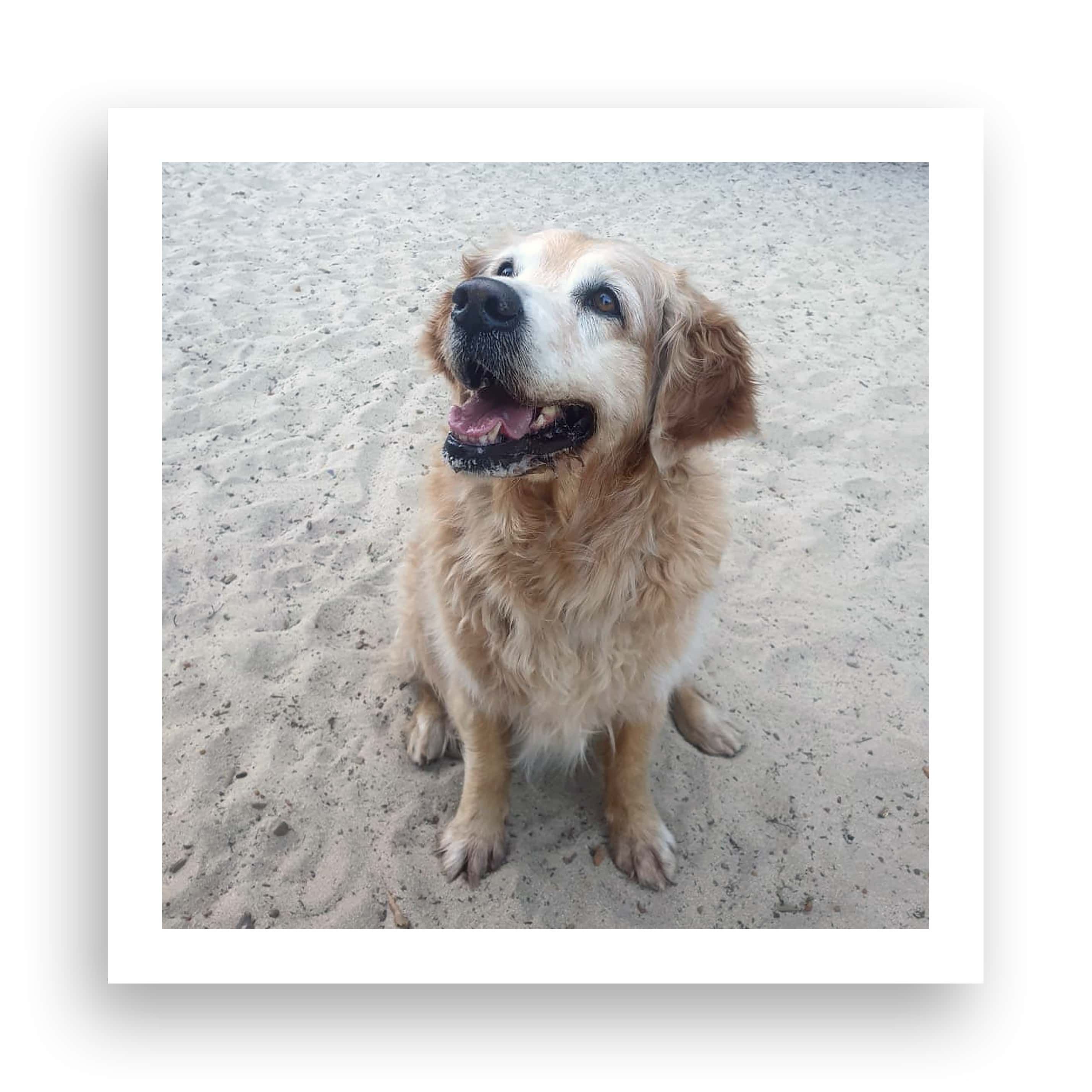 Nutriflex™ Hello Happiness With Purdey The Golden Retriever