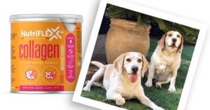 Juliet Beagle Takes Nutriflex™ Advanced