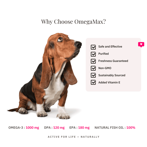 Omega 3 For Dogs Basset Hound Dog Looking Up