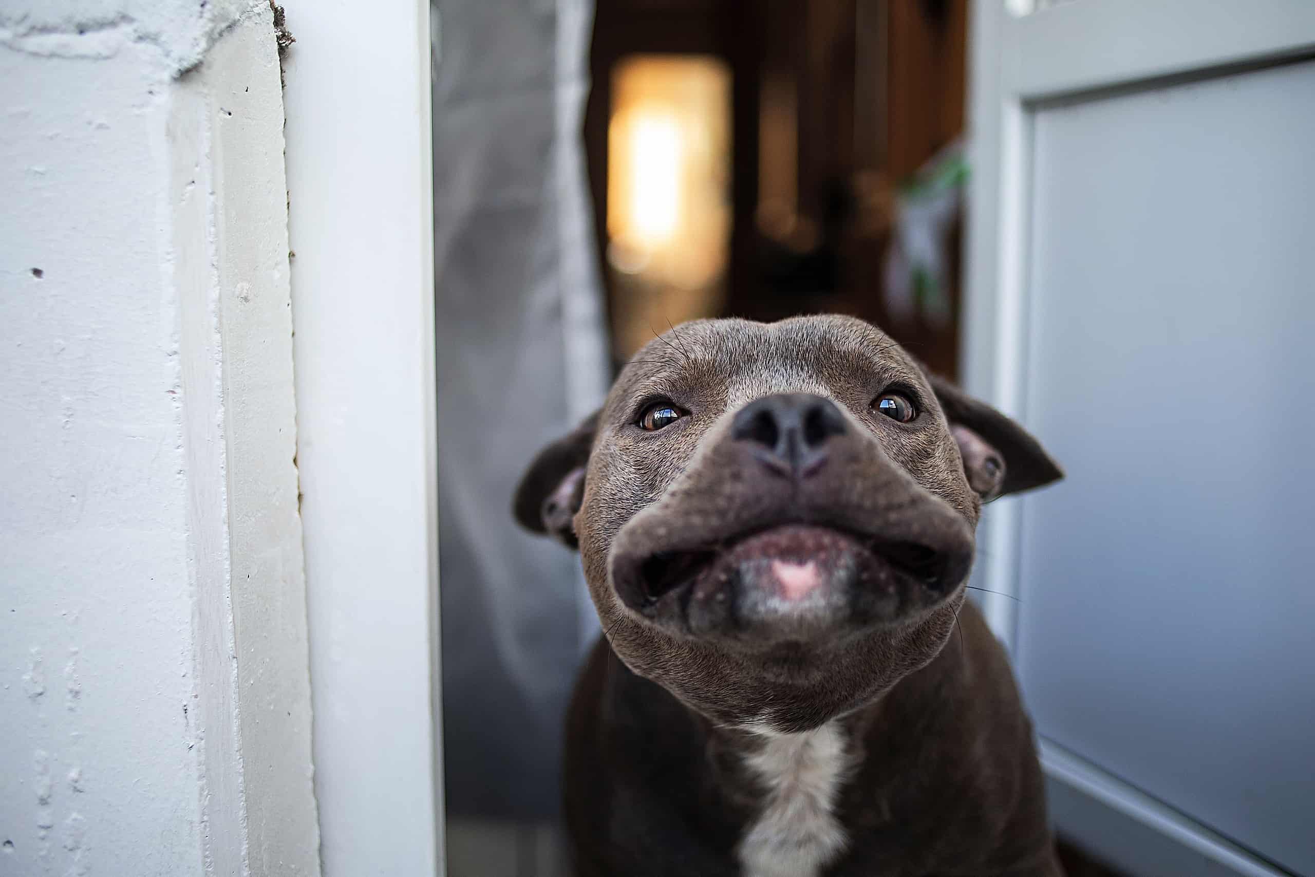 Purebred Dog Standing On Doorstep And Looking At Camera With Surprise Natural Ways To Manage Hip Dysplasia In Dogs