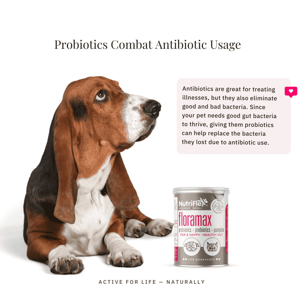 FloraMax Prebiotic And Probiotics For Dogs And Cats 180g NutriFlex