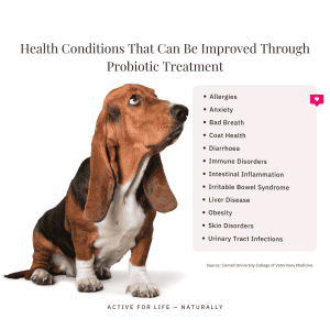 Floramax Probiotic For Dogs And Cats Basset Hound Looking Upwards