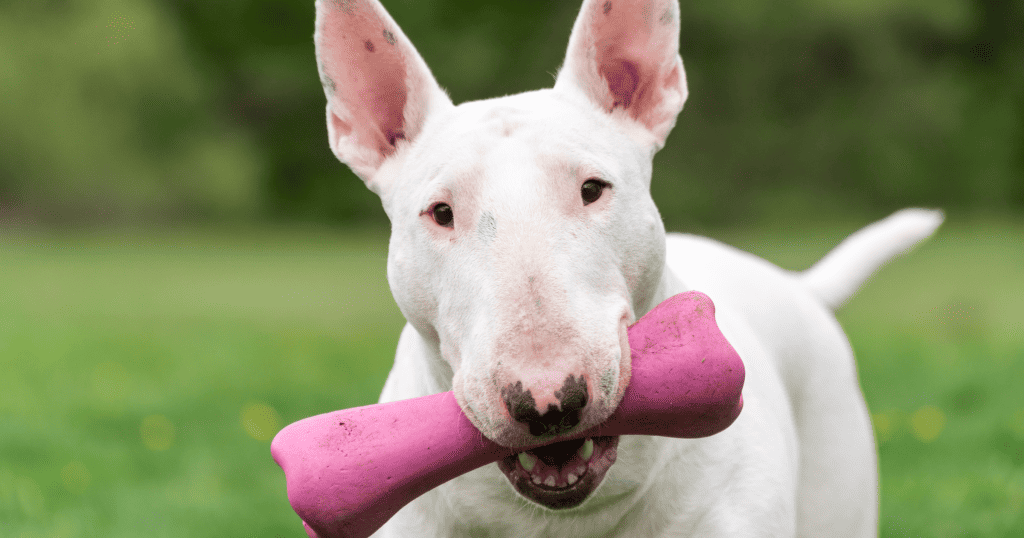 4 Interesting Benefits Of Gelatin For Dogs NutriFlex