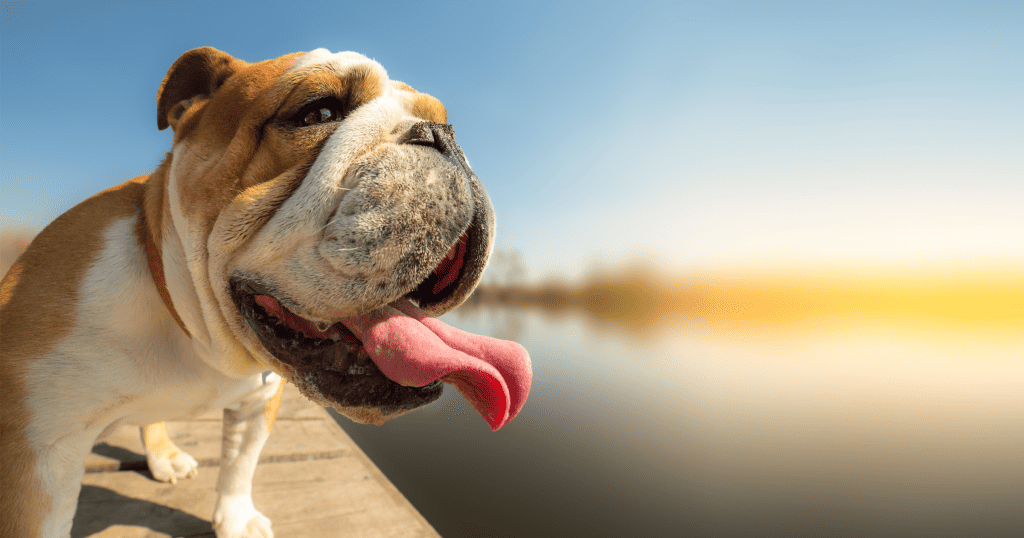 The Best Dog Collagen Supplement For Pet Joint Health NutriFlex