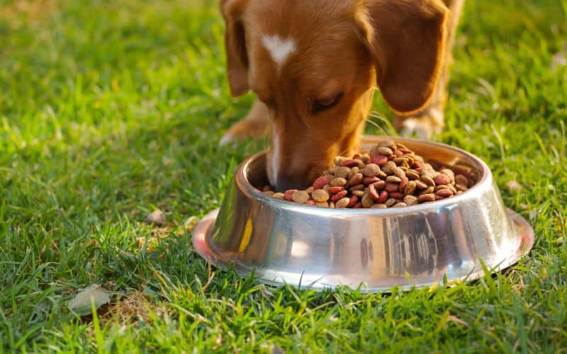 Dog-Supplements-Closeup-Very-Cute-Mixed-Breed-Dog-Eating-From-Metal-Bowl-With-Fresh-Crunchy-Food-Sitting-On-Green-Grass-Animal-Min