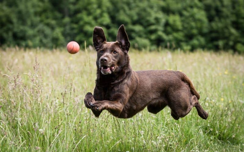 Dog-Supplements-Dog-Running-And-Playing-Min