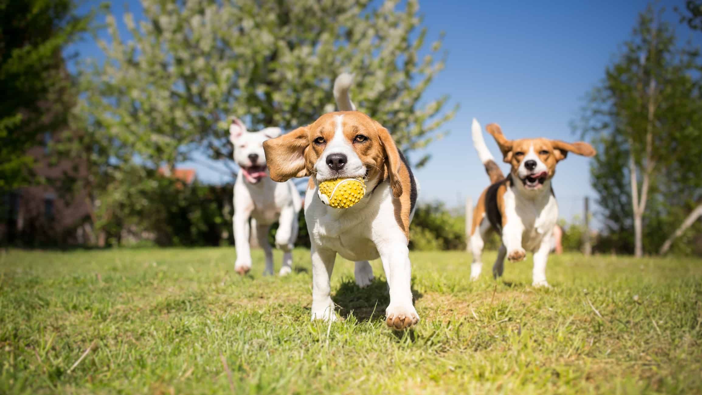 Dog-Supplements-Dogs-Playing-Together