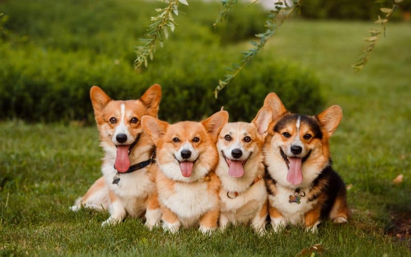 Dog-Supplements-Four-Dogs-Breed-Corgi-In-The-Park-Min