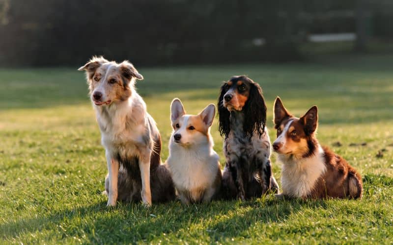 Dog-Supplements-Four-Dogs-Sitting-In-The-Park-Min