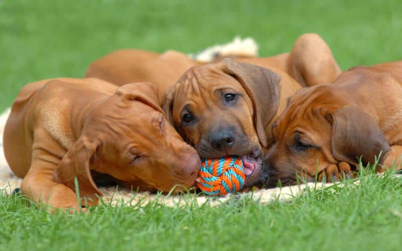 Dog-Supplements-Puppies-Playing-Min