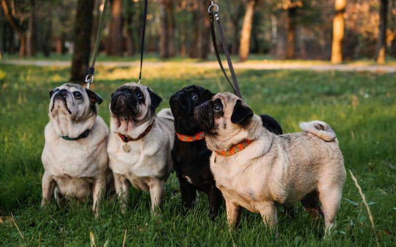 Dog-Supplements-Walking-With-Many-Pugs-Professional-Dog-Walker-Walking-Dogs-In-Autumn-Sunset-Park-Walking-The-Pack-Array-Of-Pugs-Min