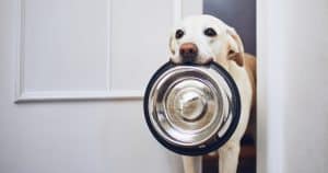 Bone Broth For Dogs Dog With Empty Food Bowl