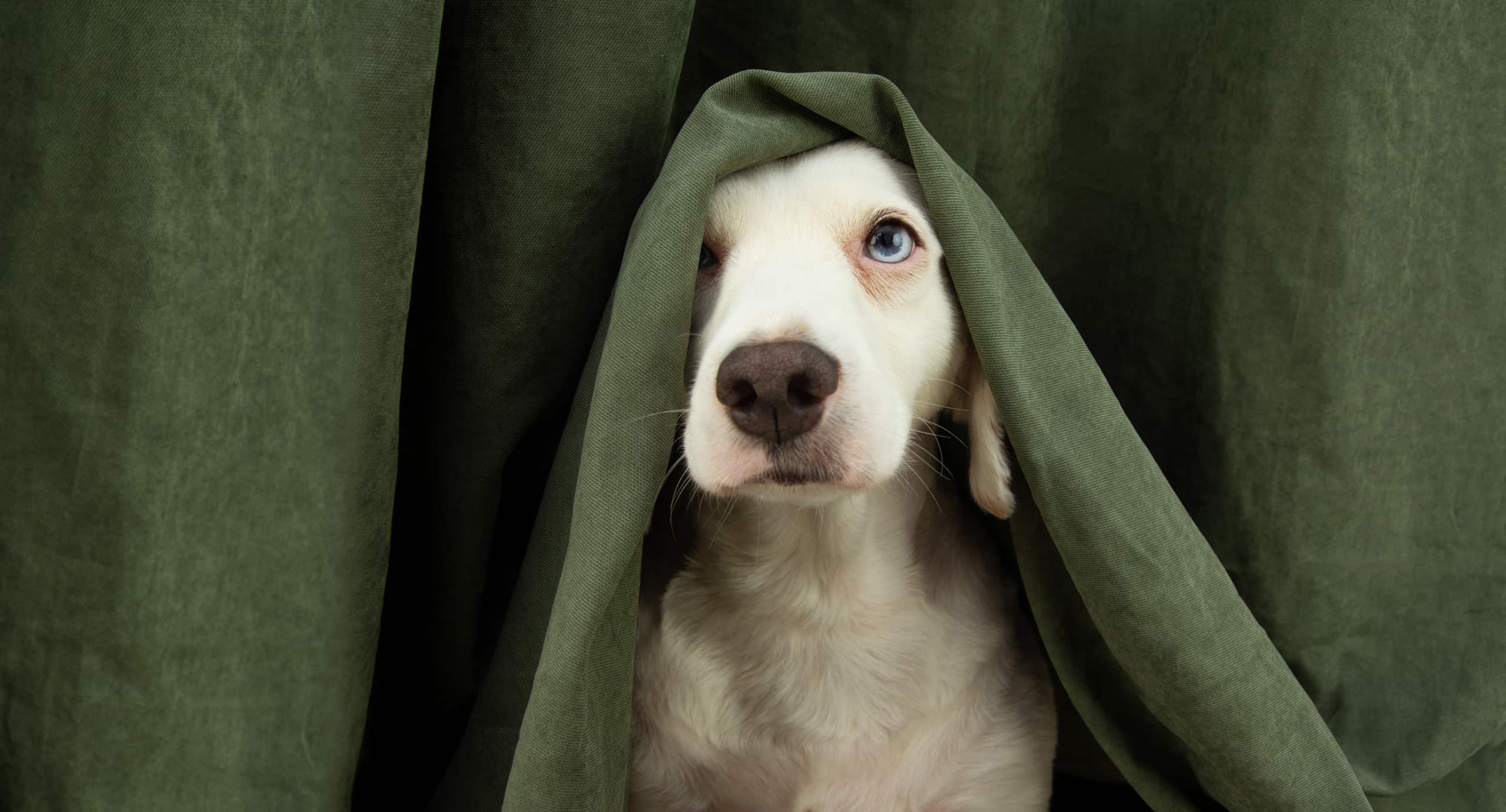 Nervous puppy hiding under a green curtain; stress upsets the gut bacteria of dogs and cats