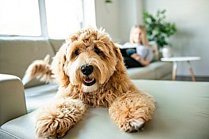 Cbd Oil For Dogs And Cats Relaxing On Sofa