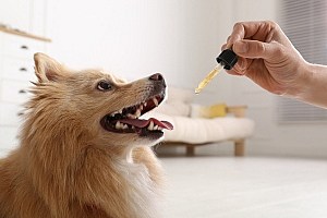 Cbd Oil For Dogs Cute Dog At Home