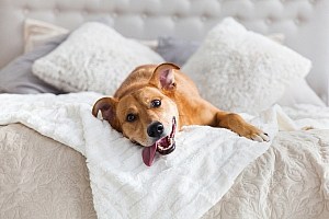 Cbd Oil For Dogs Happy Ginger Mixed Breed Dog Relaxing On Bed
