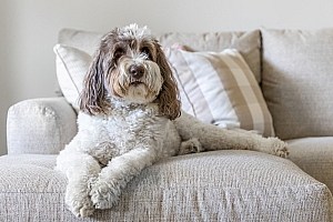 Cbd Oil For Dogs With Cancer Dog Laying On Couch