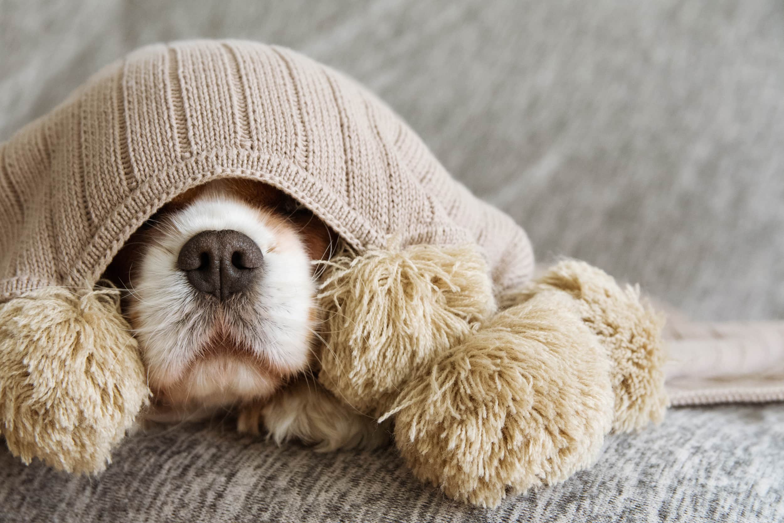 Dog-Joint-Care-Dog-Is-Hiding-Under-The-Sofa-Min