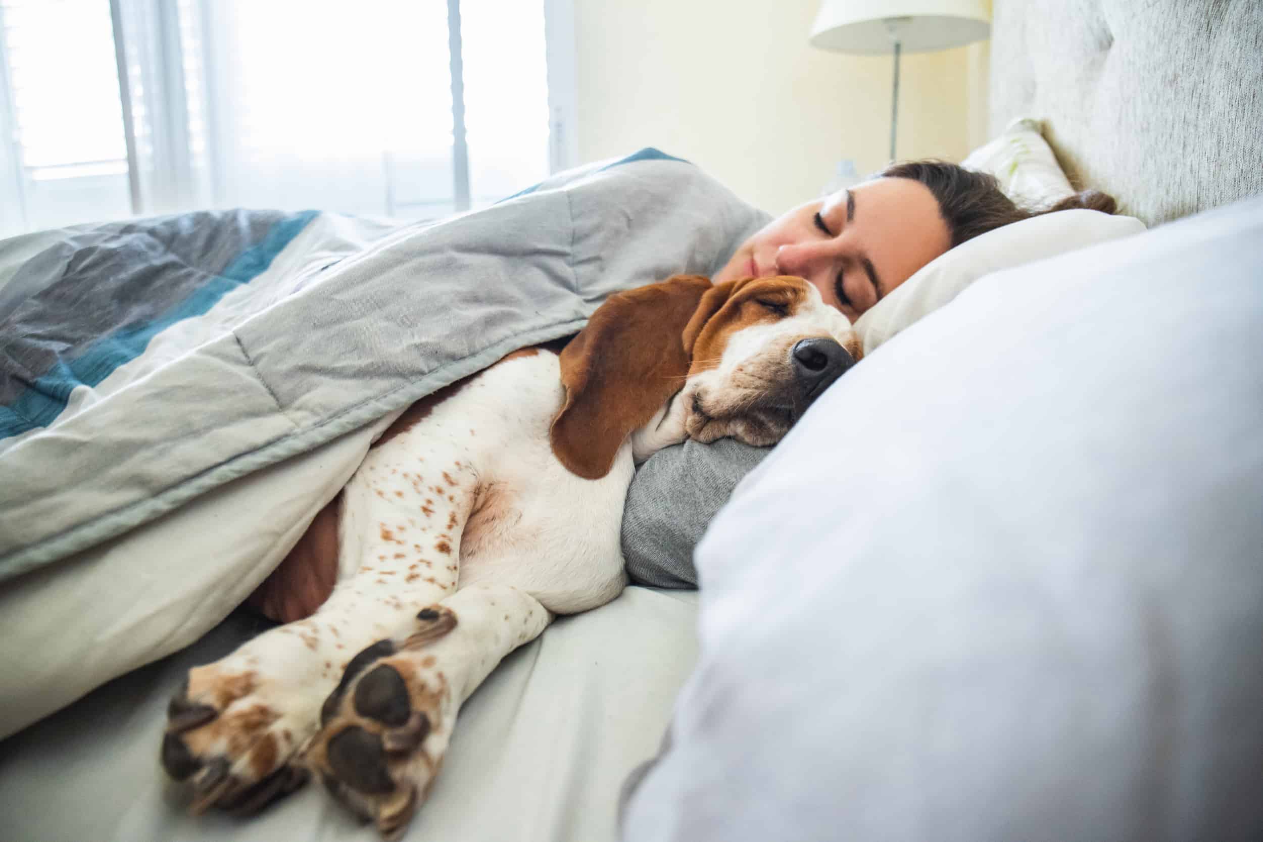 Dog-Joint-Care-Dog-Sleeping-In-Owners-Bed-Min