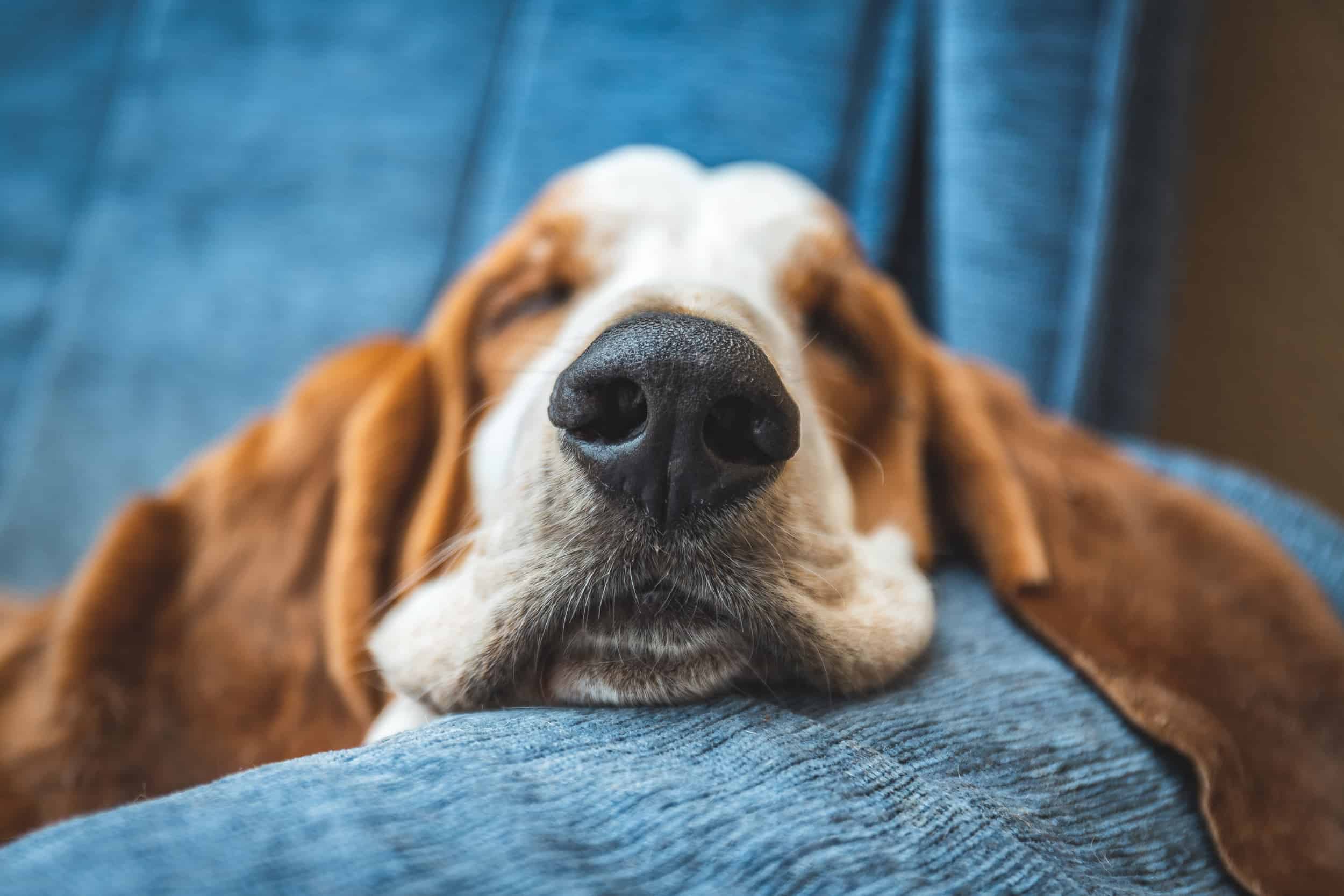 Dog-Joint-Care-Sleeping-Dog-Min
