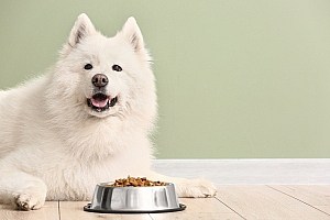 Dog Probiotics Large White Dog With Food Bowl