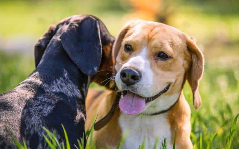 Dog-Supplements-Closeup-Portraits-Two-Playing-Dogs-In-Green-Grass-Min