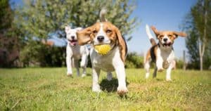 Dog Supplements Dogs Playing Together Min E1684656785253