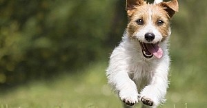 Dog Supplements Funny Happy Pet Dog Puppy Running In The Grass E1683299013855