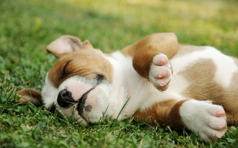 Dog-Supplements-Sleeping-Puppy (1)-Min