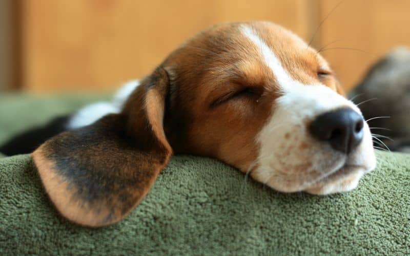 Dog-Supplements-Sleeping-Puppy-Min