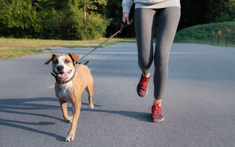 Dog-Supplements-Woman-In-Running-Suit-Jogging-With-Her-Dog-Young-Fit-Female-Min
