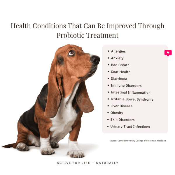 Extra Strength Probiotic For Dogs And Cats Basset Hound Dog