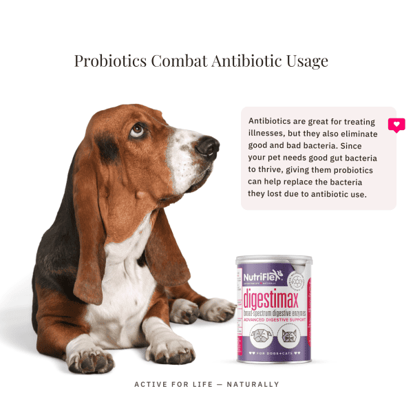 Extra Strength Probiotic For Dogs And Cats Dog And Cat Sitting Together