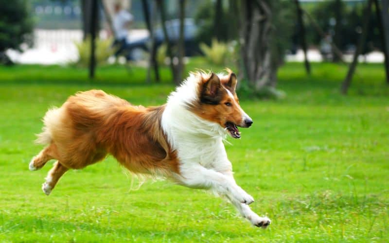 Joint-Supplement-For-Dogs-Dog-Running-Through-Field-Min