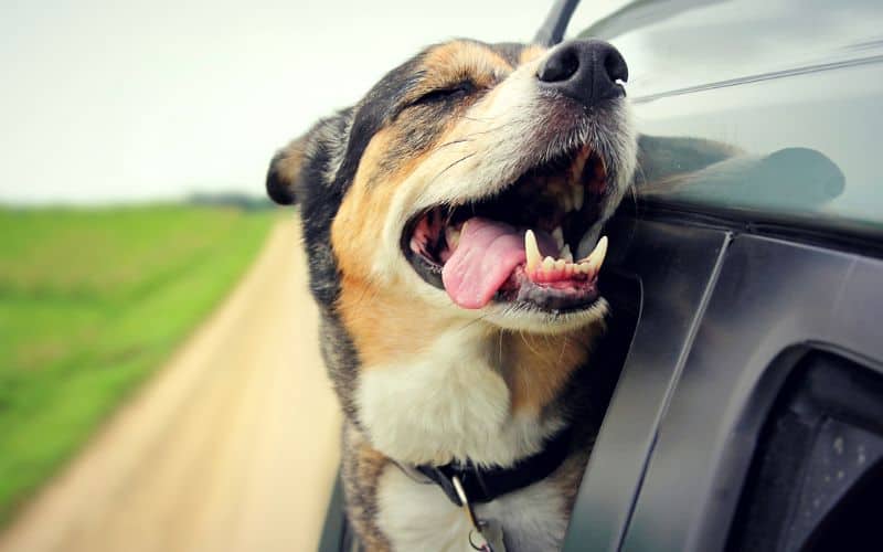 Joint-Supplement-For-Dogs-Happy-Dog-With-Eyes-Closed-And-Tounge-Out-Riding-In-Car-Min
