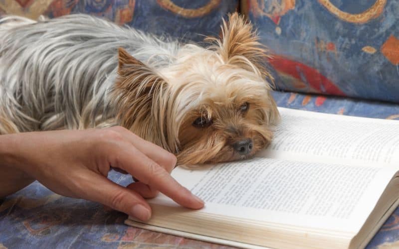 Joint-Supplement-For-Dogs-Reading-With-Pet-Dog-Min