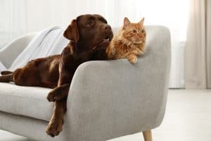 Nutriflex Joint Care Dog And Cat Sitting Together On Sofa