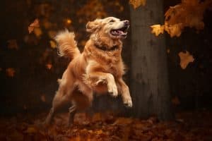 Nutriflex Joint Care Golden Retriever Dog Chasing Autumn Leaves