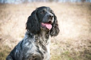 Nutriflex Joint Care Happy Spaniel Dog Sitting In A Field