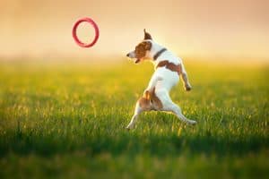 Nutriflex Joint Care Jack Russel Dog Jumping In The Air