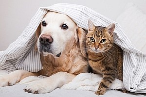 Omega 3 For Dogs And Cats Dog And Cat Under Cosy Blanket