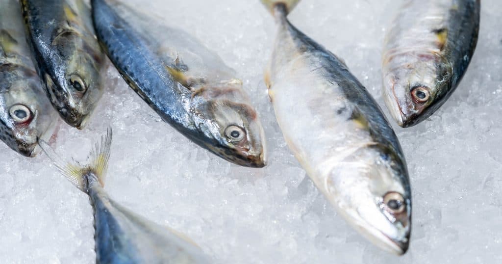 The Benefits Of Giving Your Dog Fish Oil Supplements NutriFlex