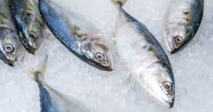 Omega 3 For Dogs Mackerel Fish Laying On Ice