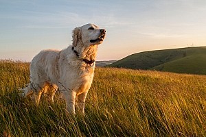 Prebiotic For Dogs Dog Enjoying Evening Walk
