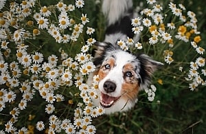 Collagen For Dogs Happy Dog In Field Of Flowers
