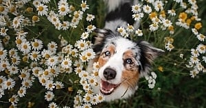 Collagen For Dogs Happy Dog In Flowers
