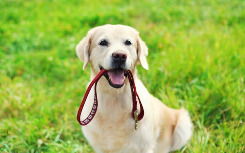 Dog-Joint-Supplements-Happy-Golden-Retriever-Dog-With-Leash-Sitting-On-Grass-Min