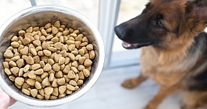 Dog Pellets Dog Fed Kibble Pellets In A Bowl