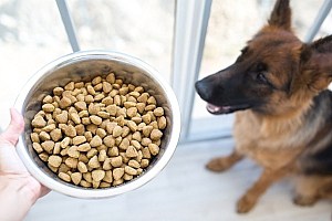 Dog Pellets Dog Waiting For Bowl Of Kibble