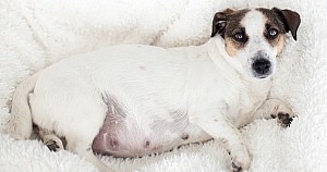Dog Supplements For Prenatal Pregnant And Nursing Canines Jack Russell On Blanket